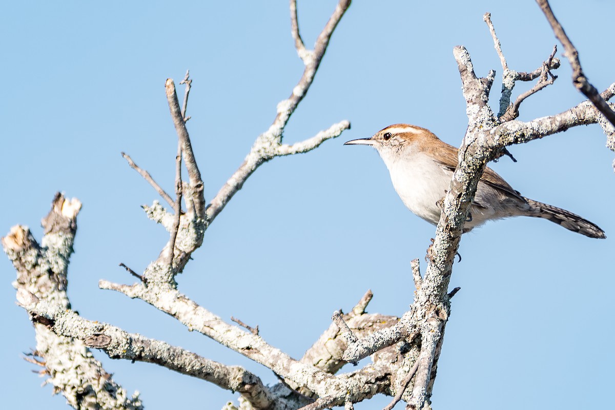 Bewick's Wren - ML644165341