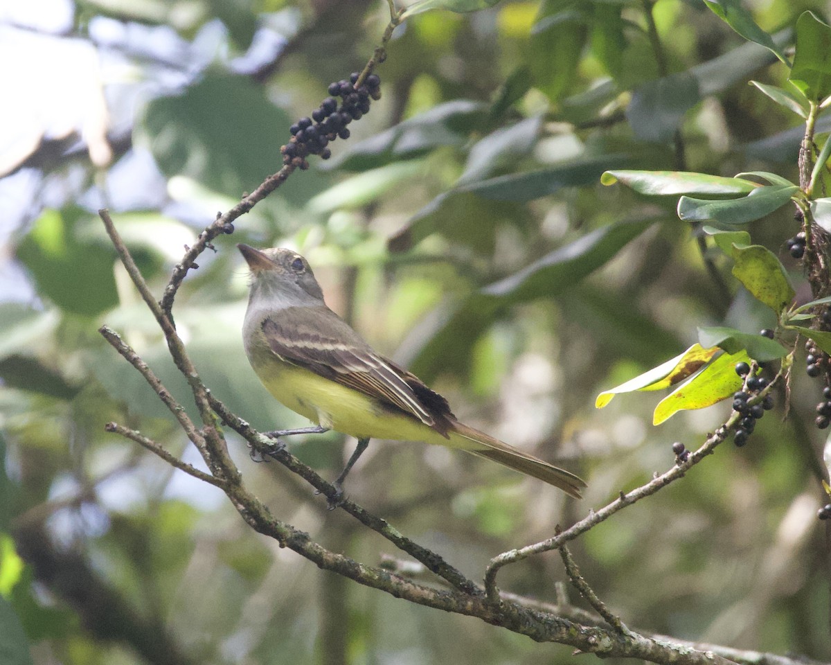 Great Crested Flycatcher - ML644165347