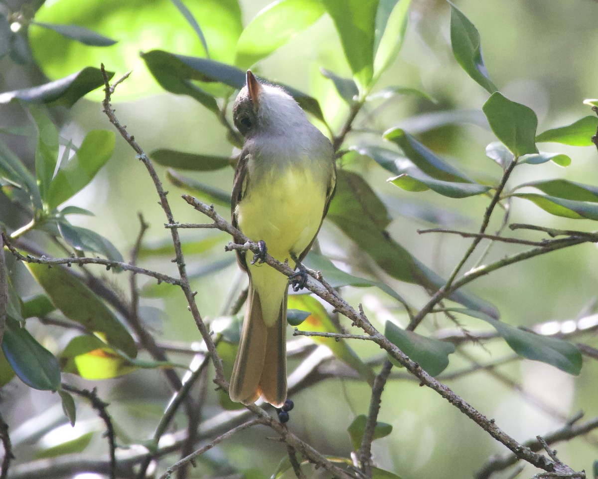 Great Crested Flycatcher - ML644165348