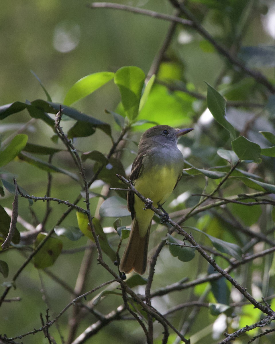Great Crested Flycatcher - ML644165350