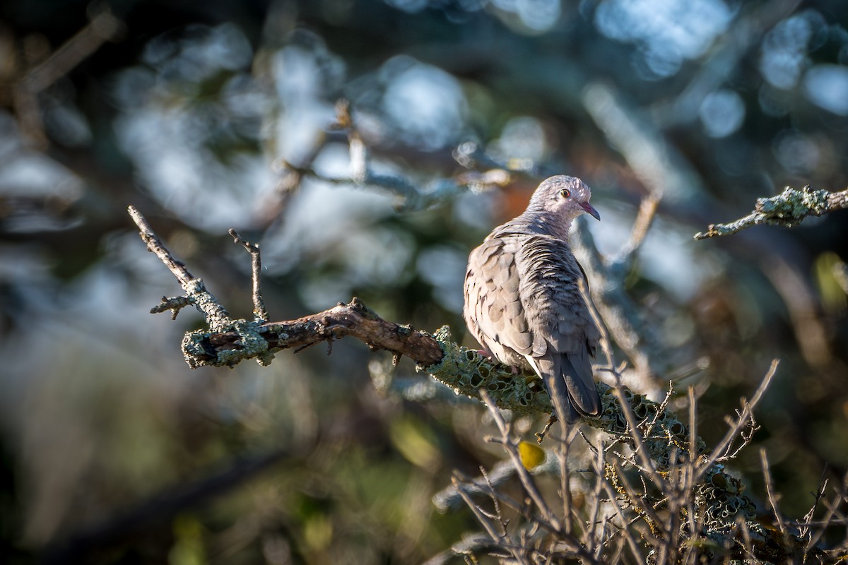 Common Ground Dove - ML644165367