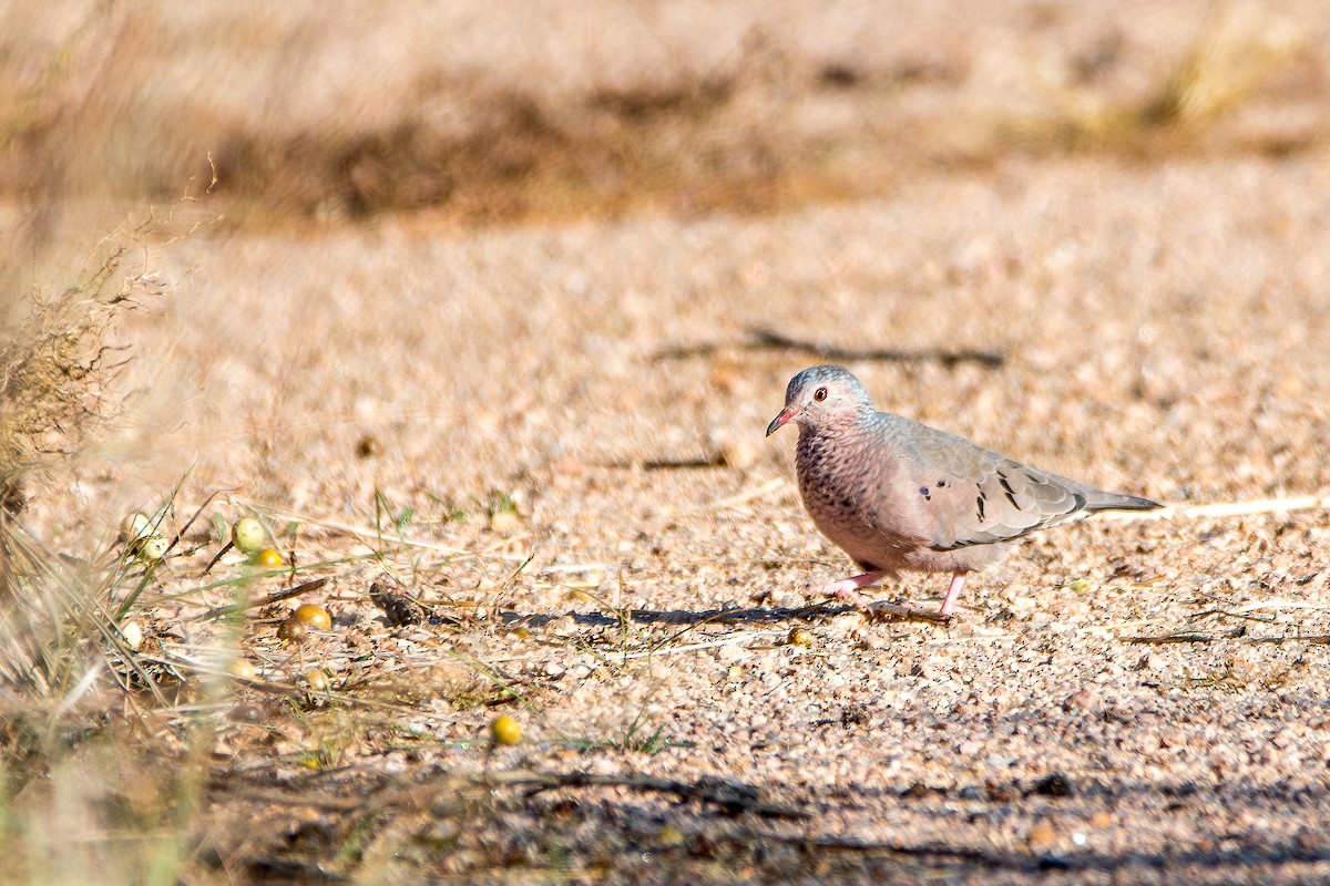 Common Ground Dove - ML644165368