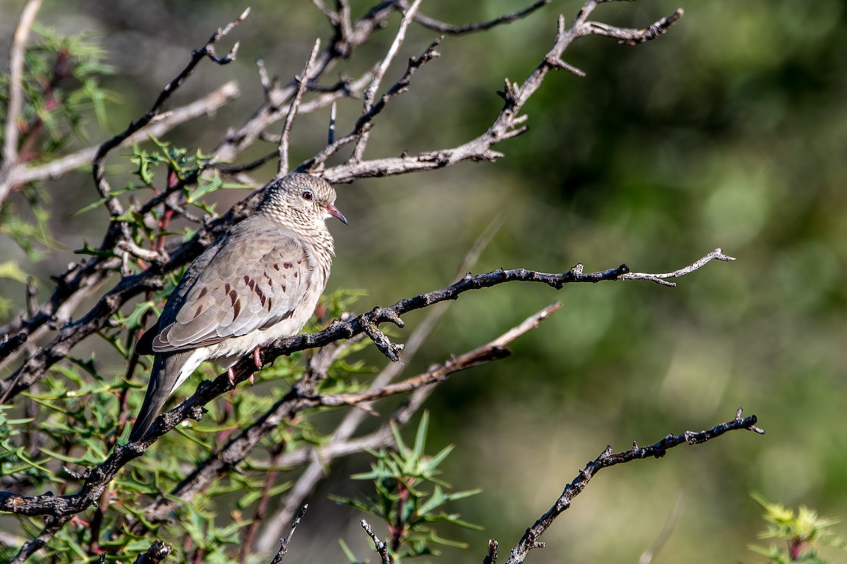 Common Ground Dove - ML644165369