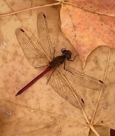 Autumn Meadowhawk - ML644165371