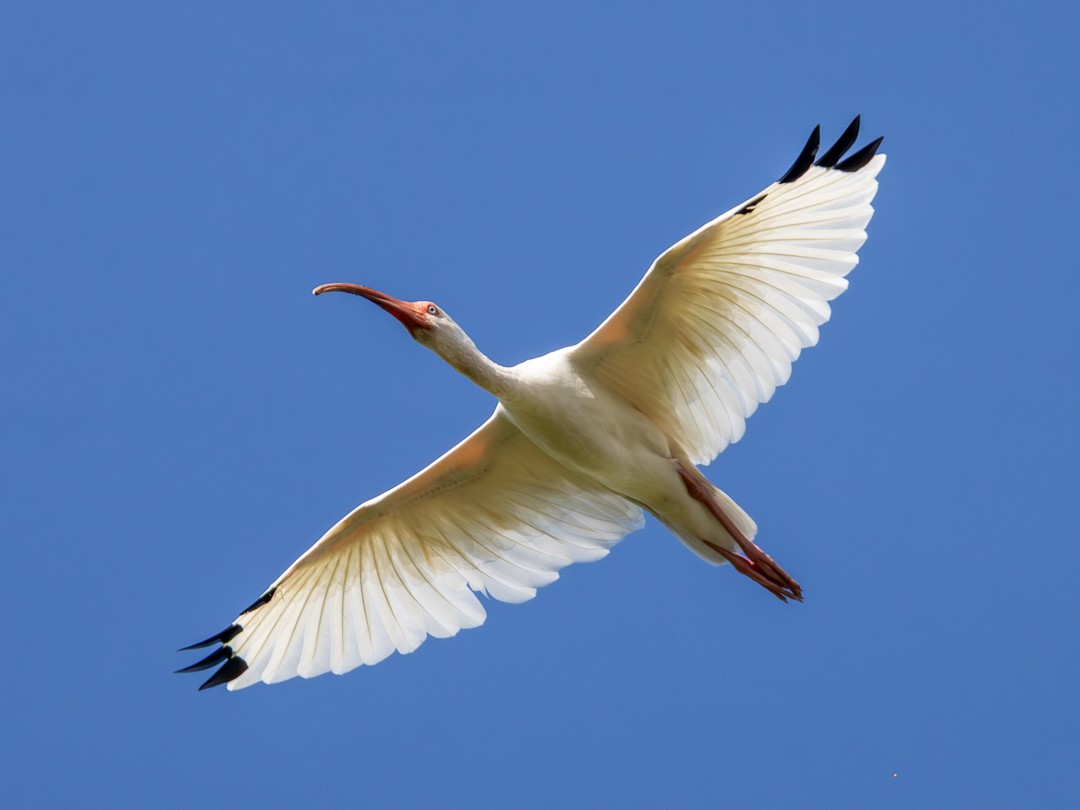 White Ibis - ML644165373