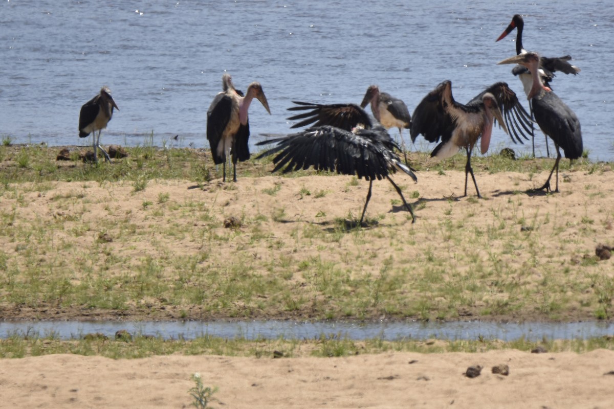 Marabou Stork - ML644165374