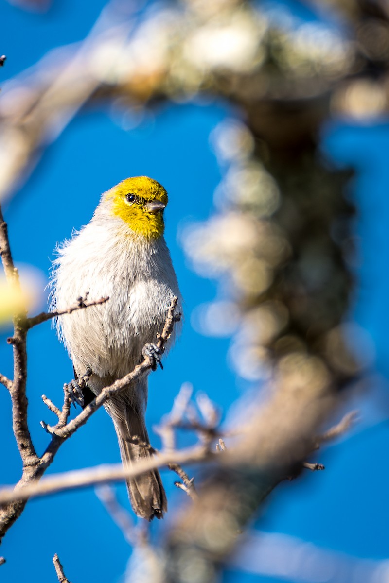 Verdin - ML644165376