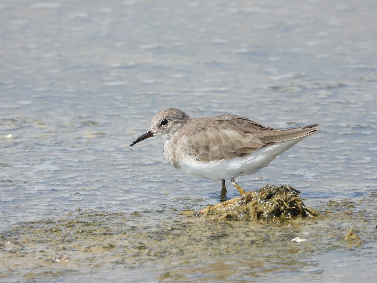 Bécasseau de Temminck - ML644165383