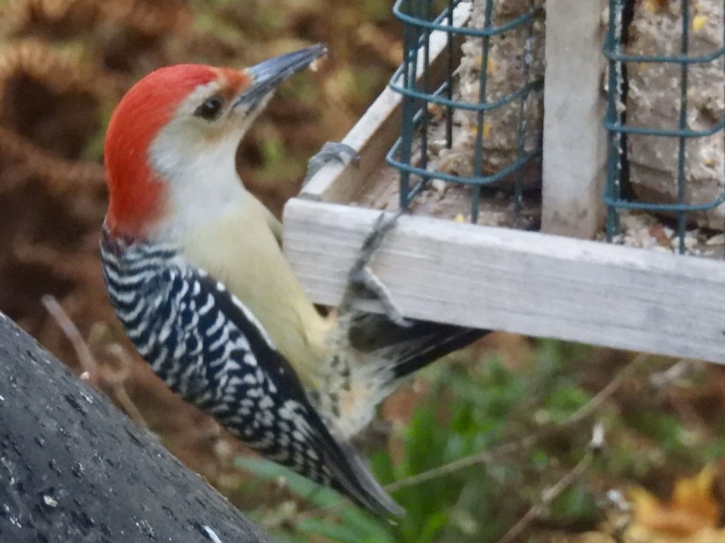 Red-bellied Woodpecker - ML644165409