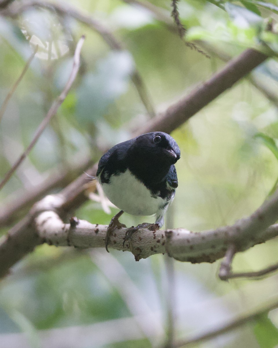 Black-throated Blue Warbler - ML644165411
