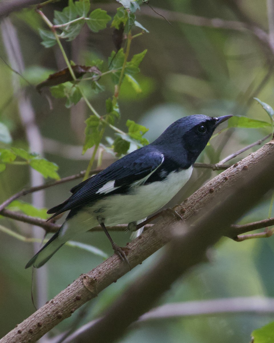 Black-throated Blue Warbler - ML644165412