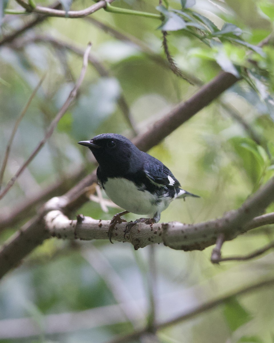 Black-throated Blue Warbler - ML644165413