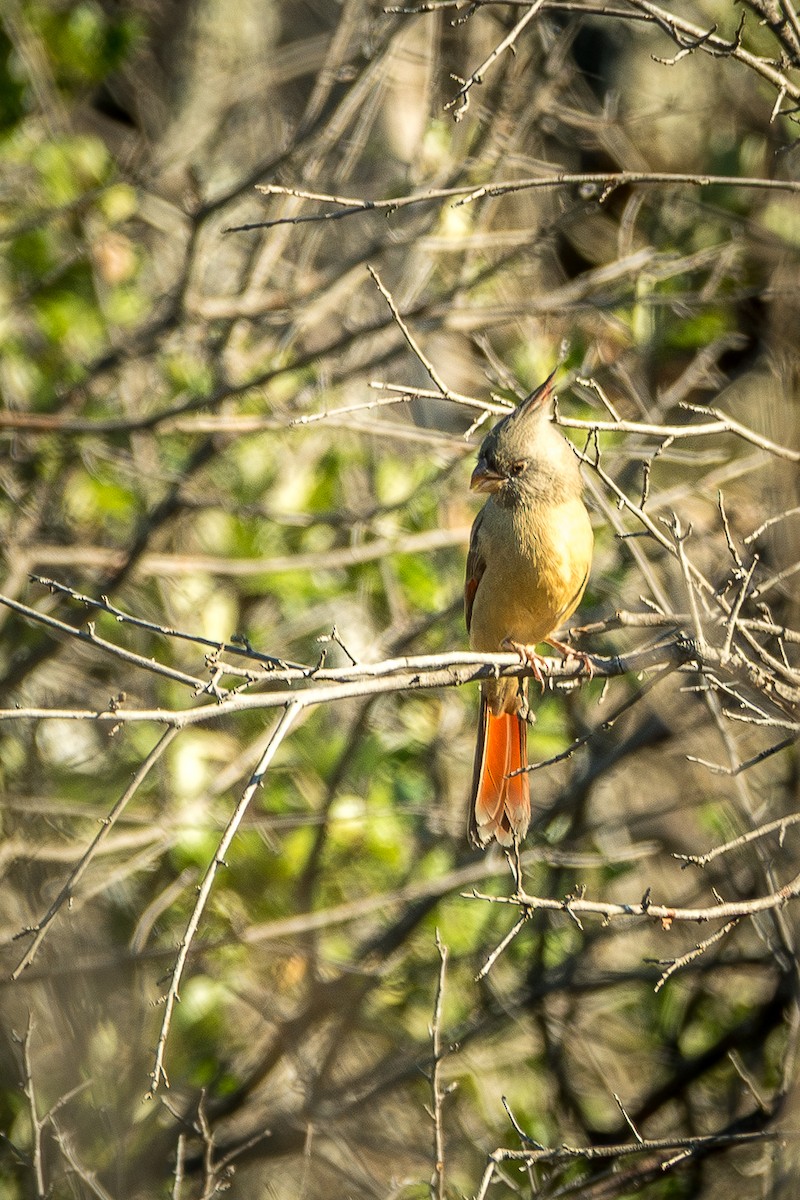 Pyrrhuloxia - ML644165414