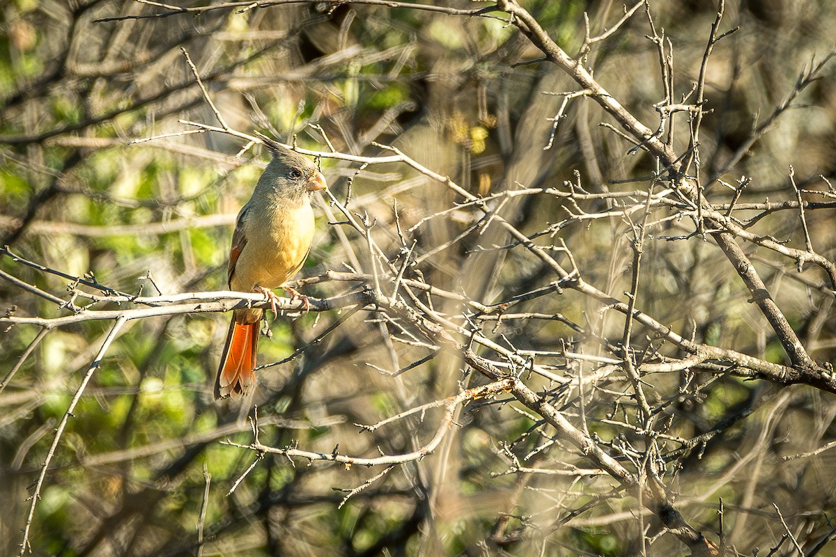 Pyrrhuloxia - ML644165415