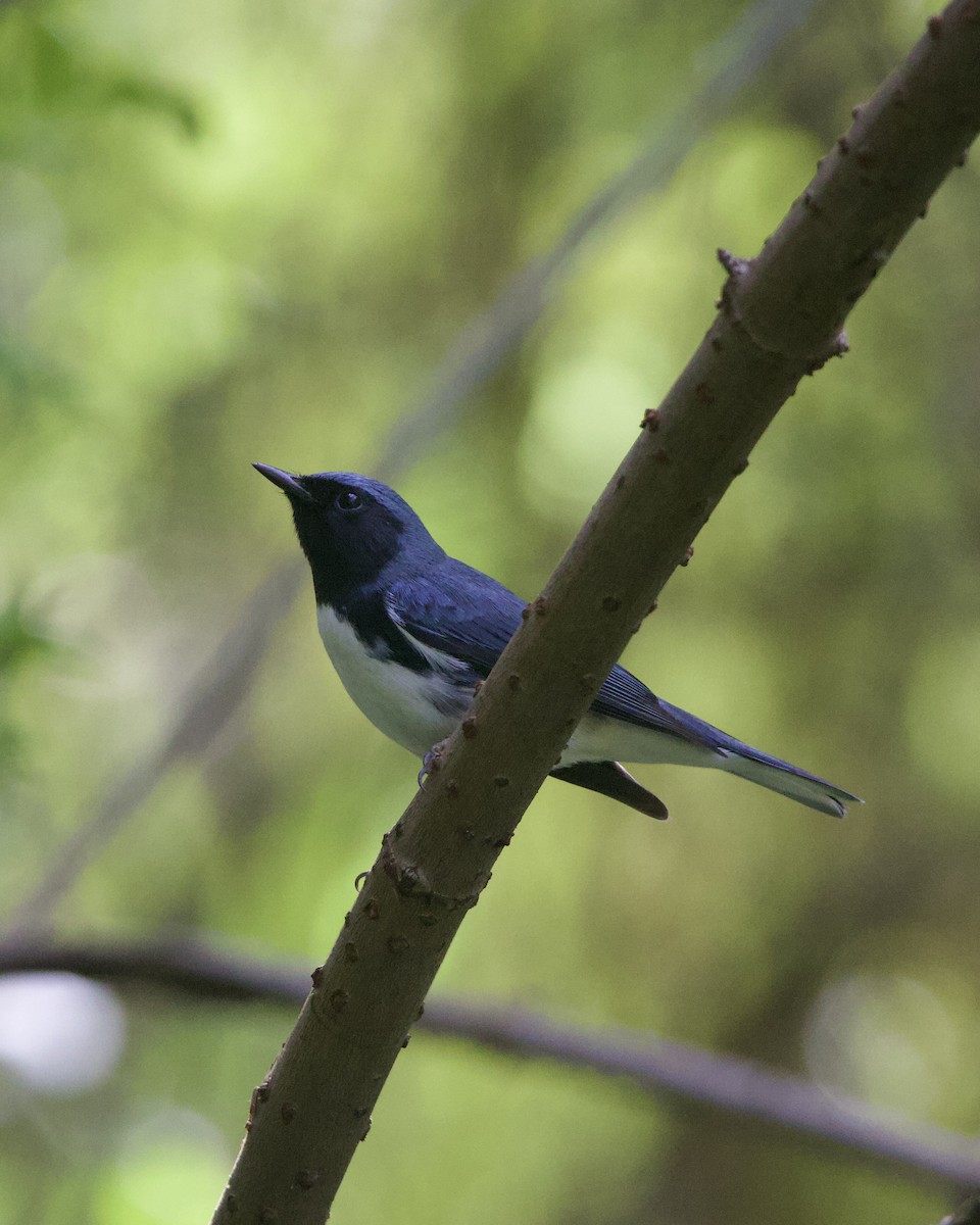 Black-throated Blue Warbler - ML644165416