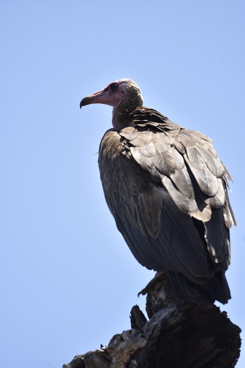 Hooded Vulture - ML644165421