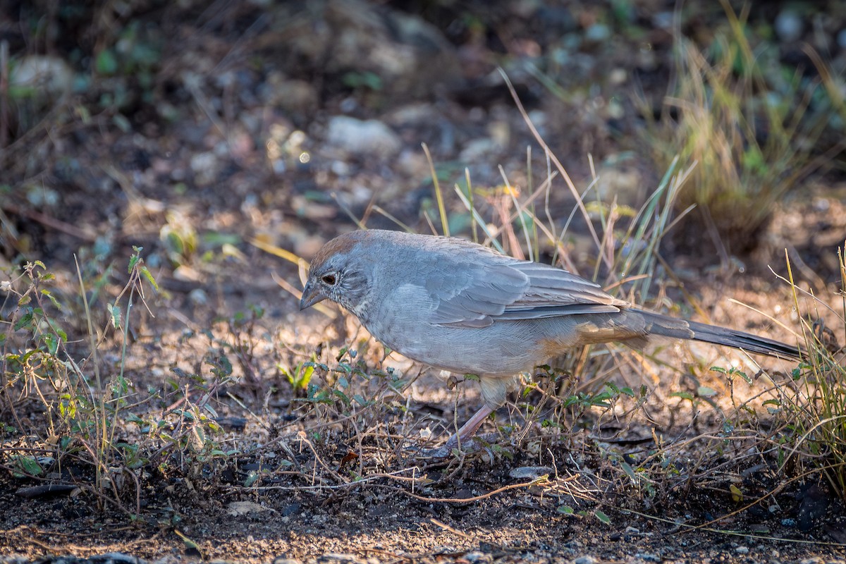 Canyon Towhee - ML644165422