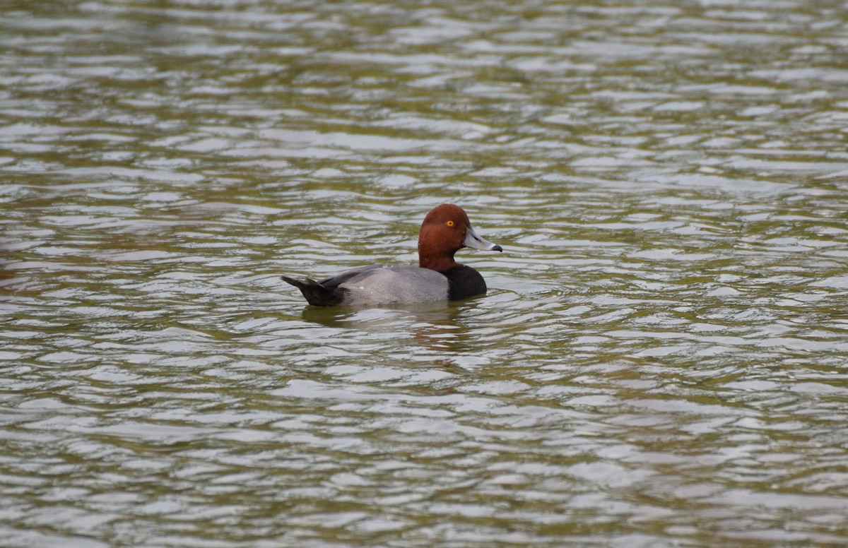 Redhead - ML644165431