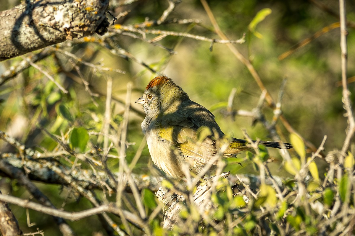 Green-tailed Towhee - ML644165432