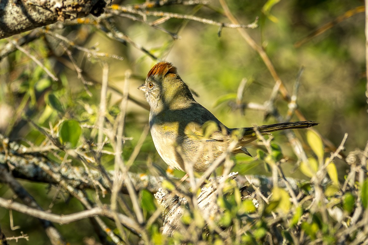 Green-tailed Towhee - ML644165433