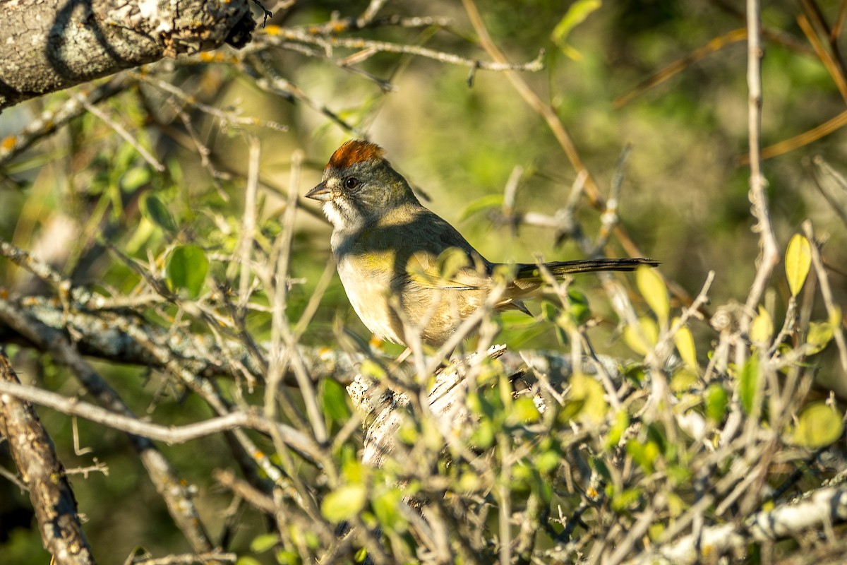 Green-tailed Towhee - ML644165435
