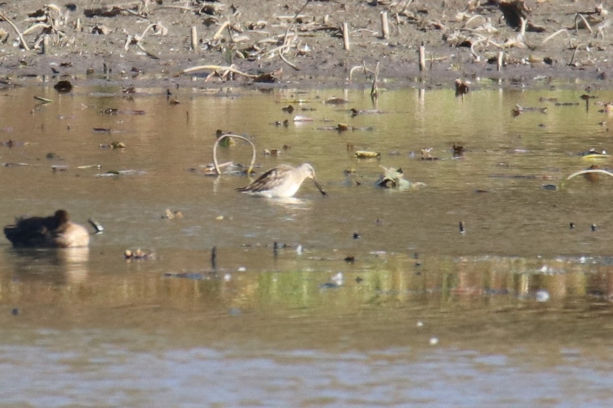 Tundraschlammläufer - ML644165436