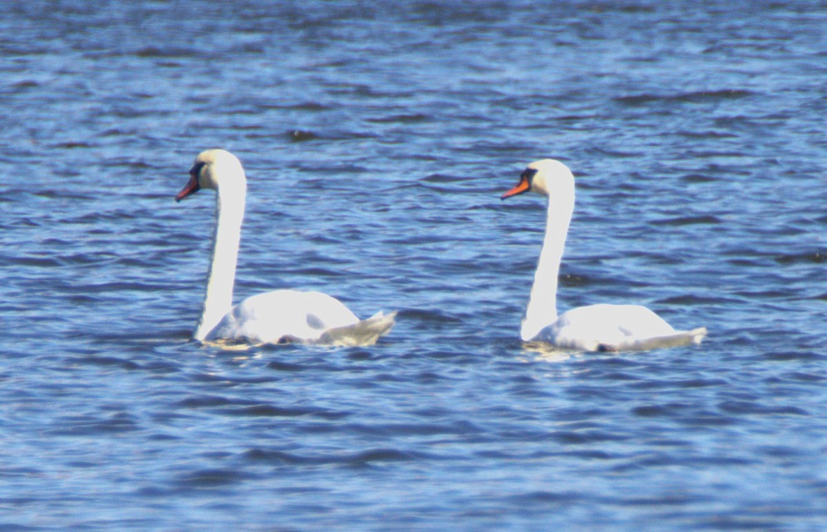 Mute Swan - ML644165438