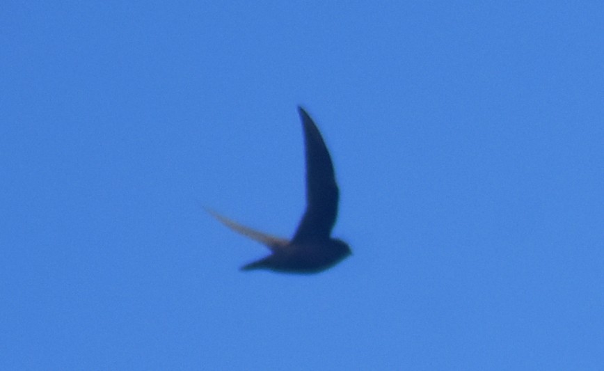 Black Swift - ML644165447