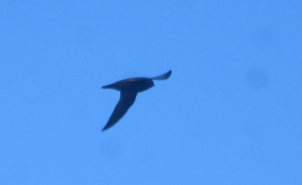 Vencejo de Chimenea - ML644165448