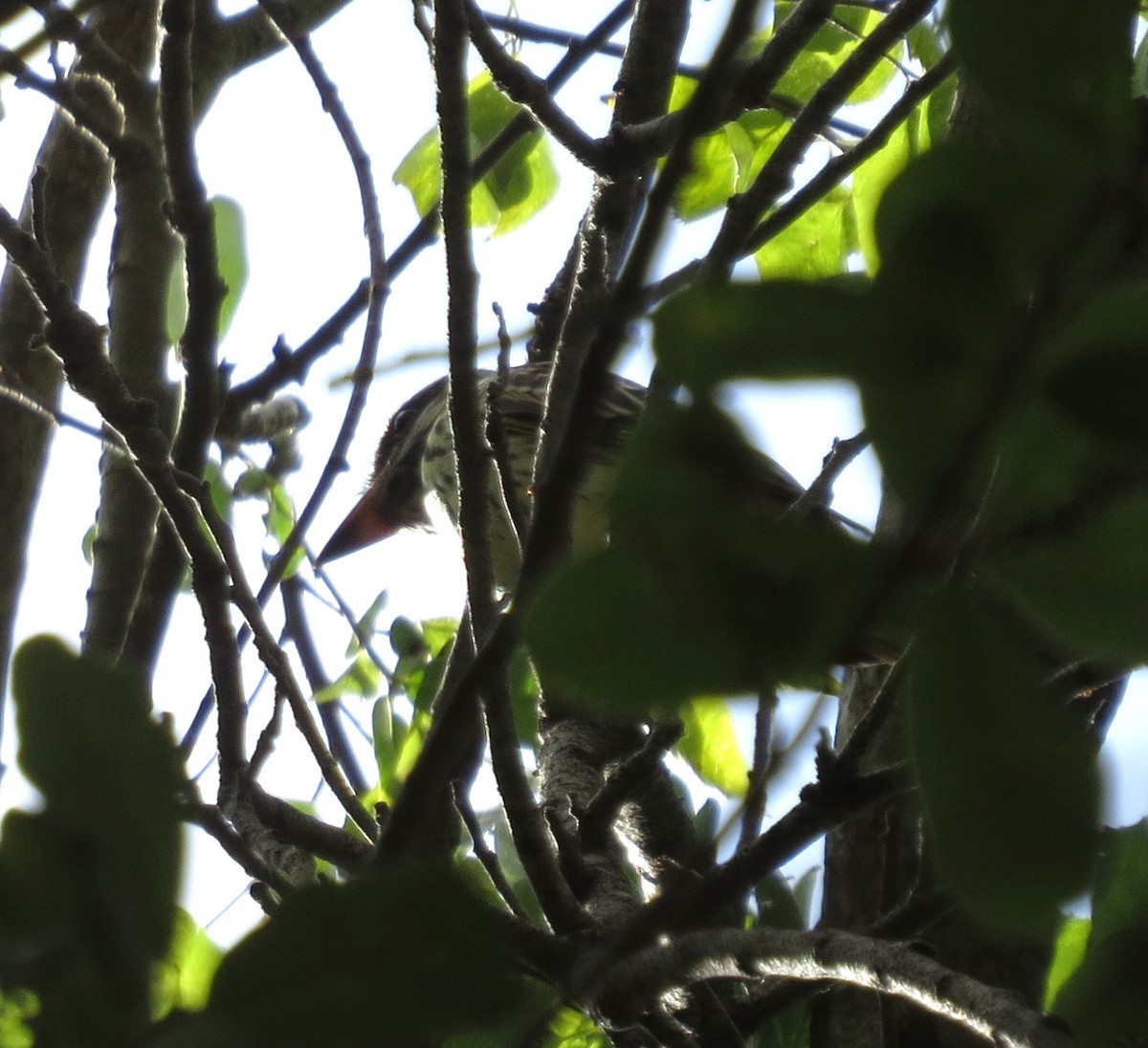 Sulphur-bellied Flycatcher - ML644165454