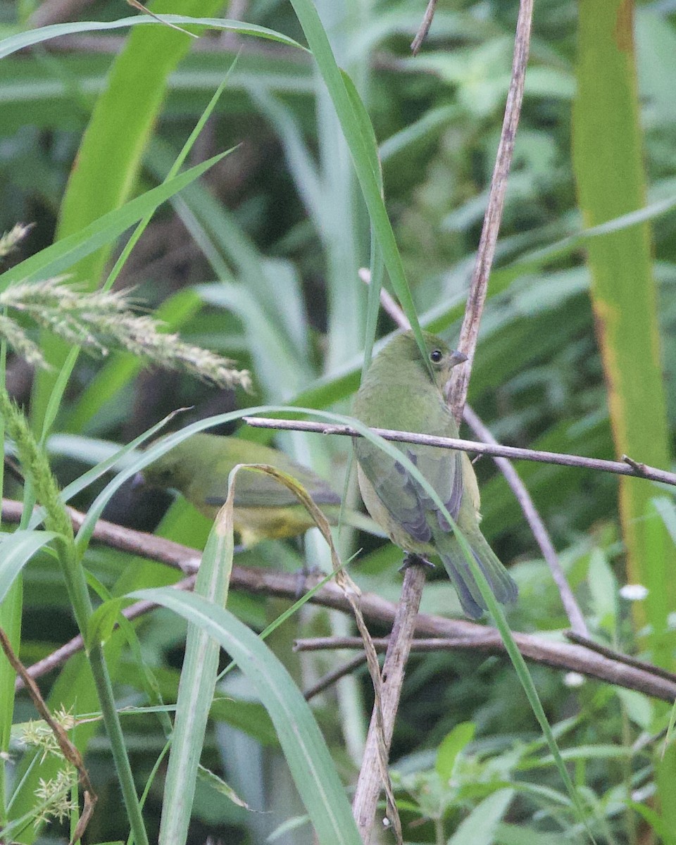 Painted Bunting - ML644165455