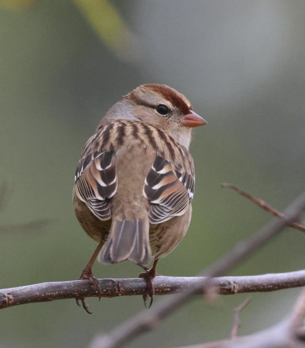 White-crowned Sparrow - ML644165456