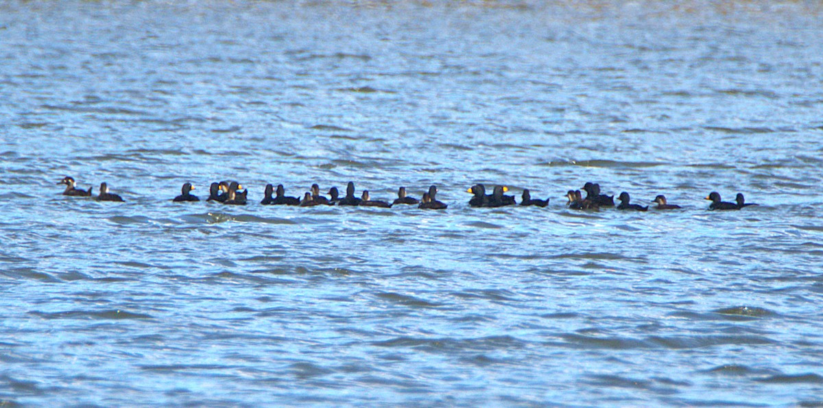 Black Scoter - ML644165463