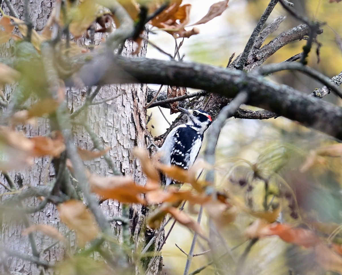 strakapoud americký - ML644165476