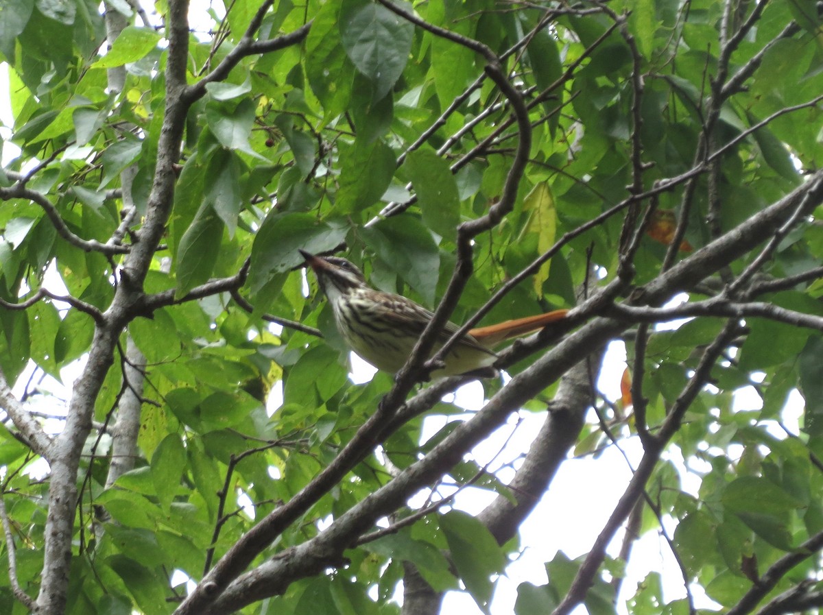 Sulphur-bellied Flycatcher - ML644165478