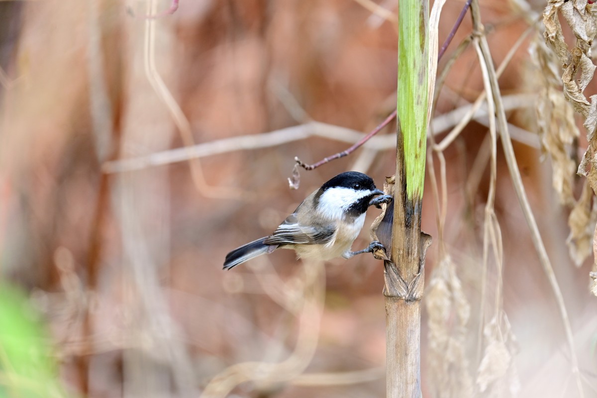 sýkora černohlavá - ML644165480