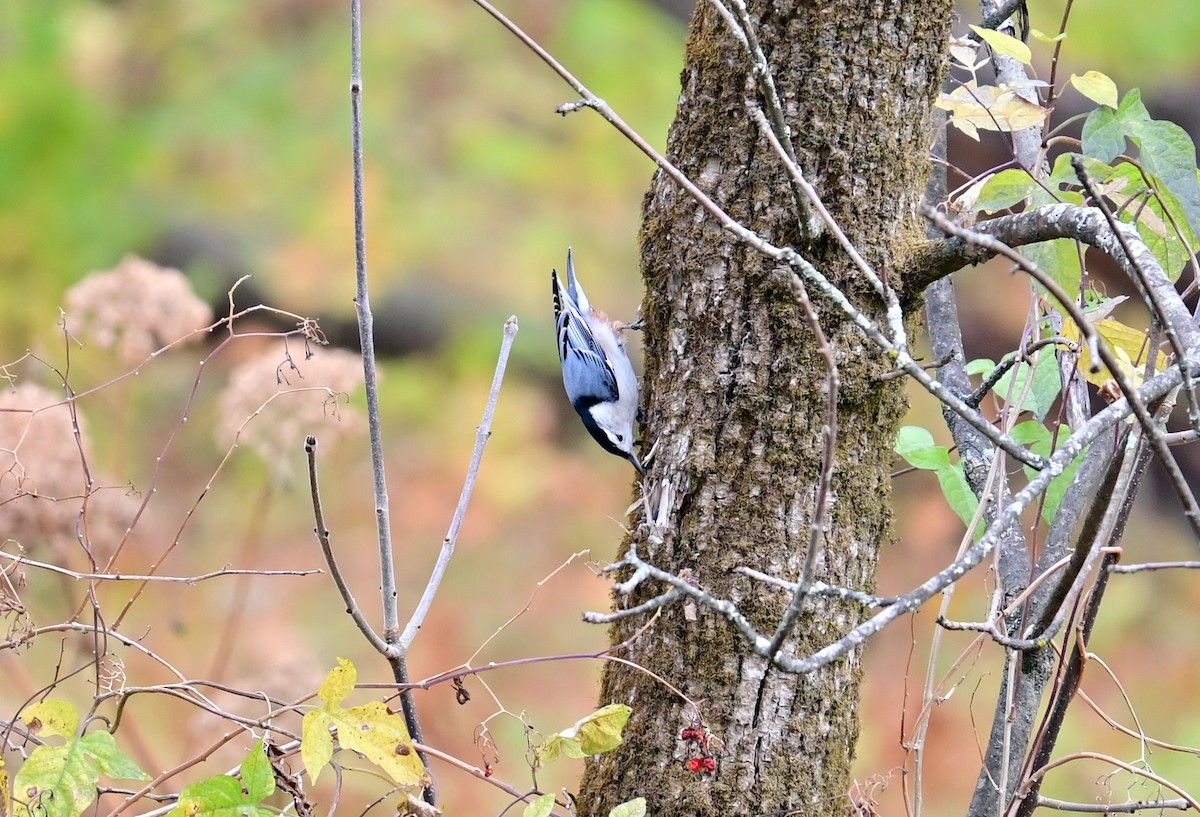 brhlík běloprsý - ML644165487