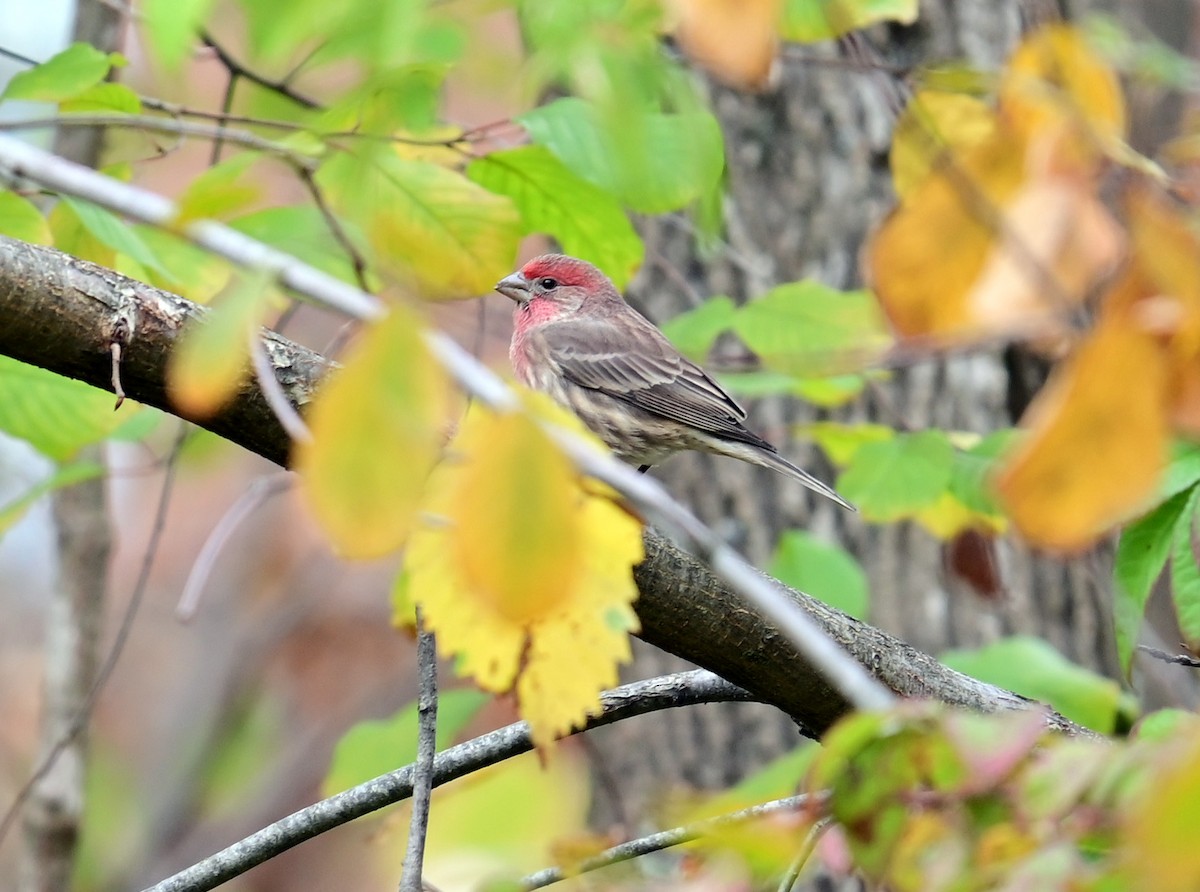 hýl rudoprsý - ML644165494