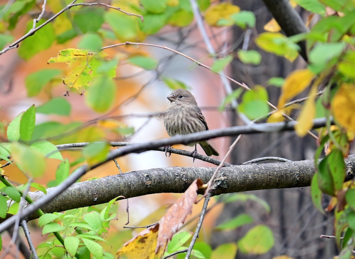 hýl rudoprsý - ML644165495