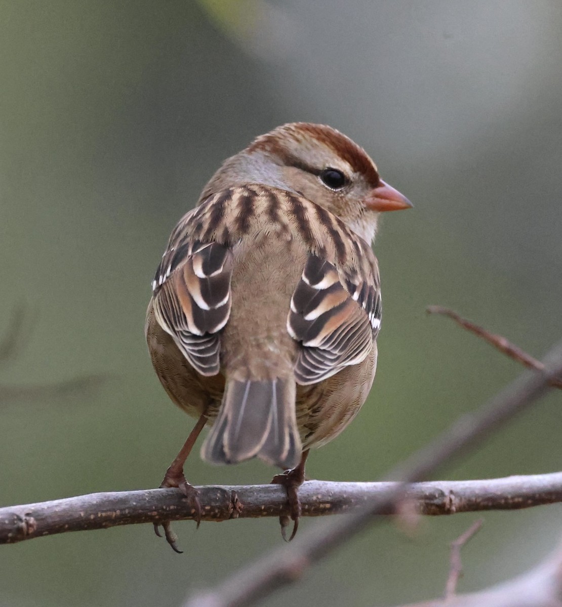 White-crowned Sparrow - ML644165496