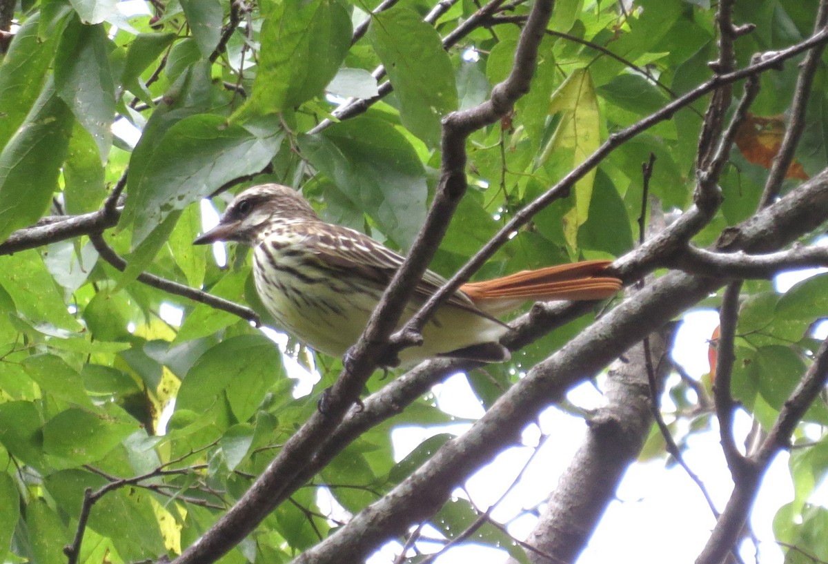 Sulphur-bellied Flycatcher - ML644165505