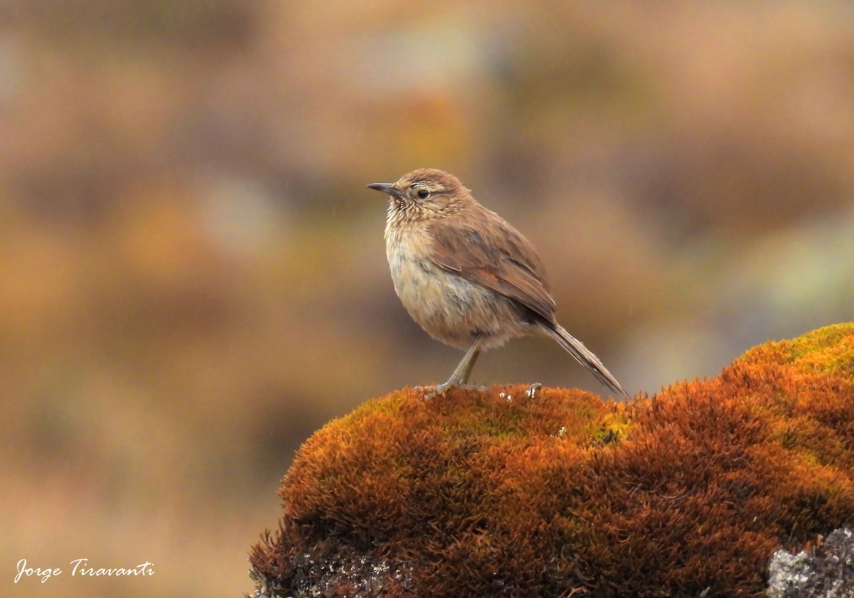 Streak-throated Canastero - ML644165532