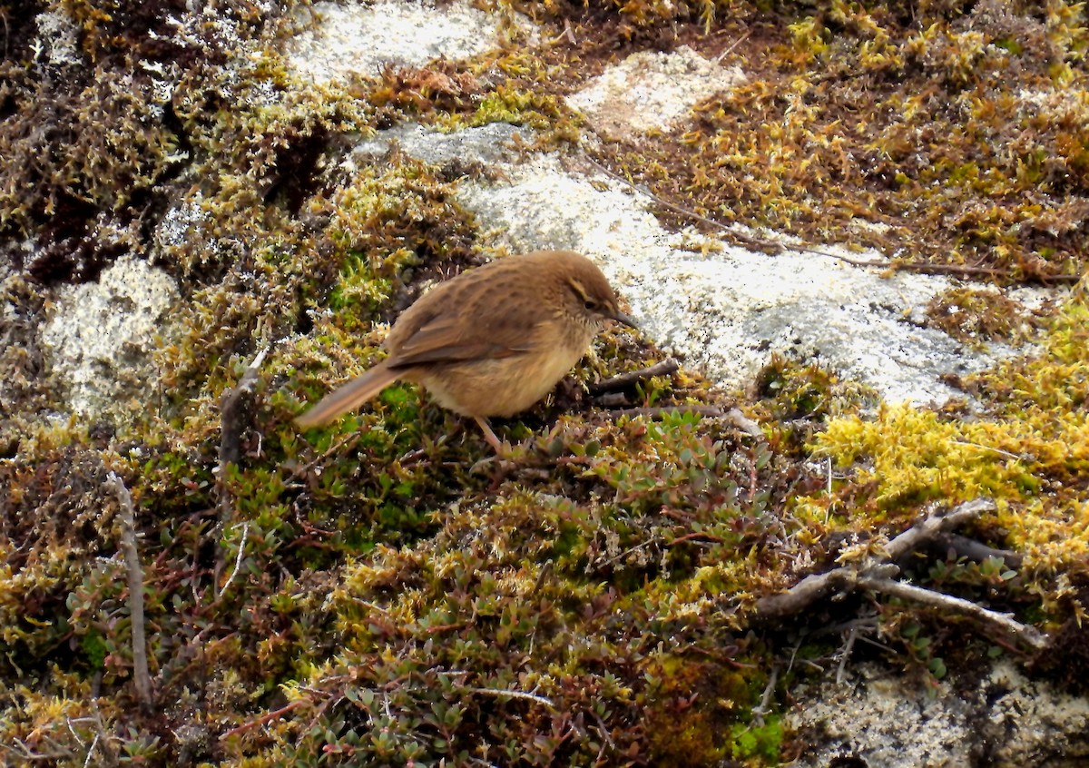 Streak-throated Canastero - ML644165536