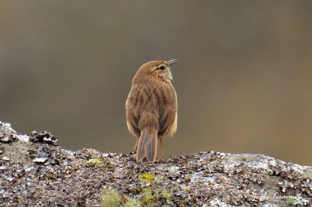 Streak-throated Canastero - ML644165537