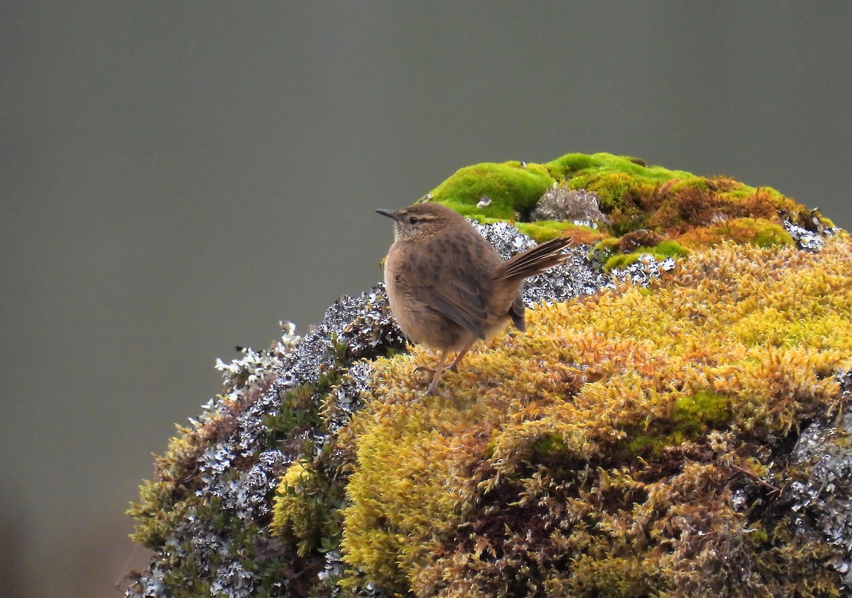 Streak-throated Canastero - ML644165538