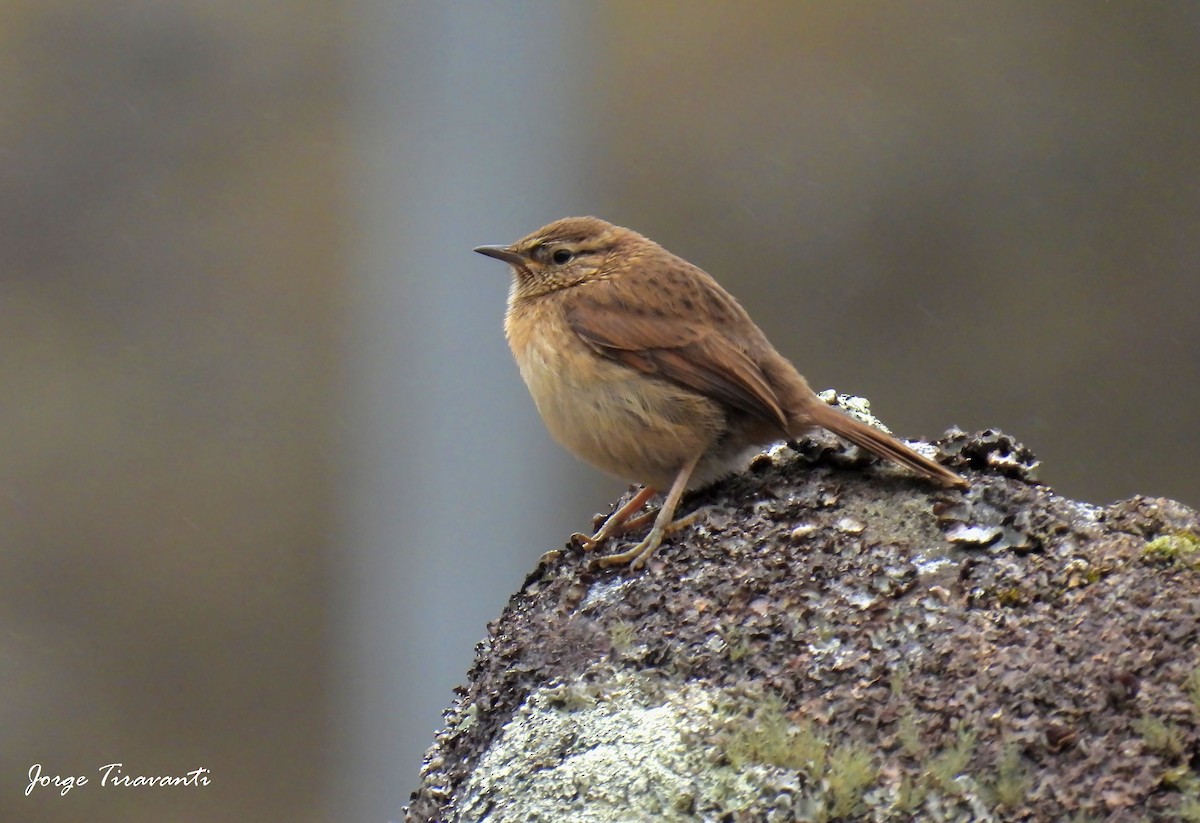 Streak-throated Canastero - ML644165539
