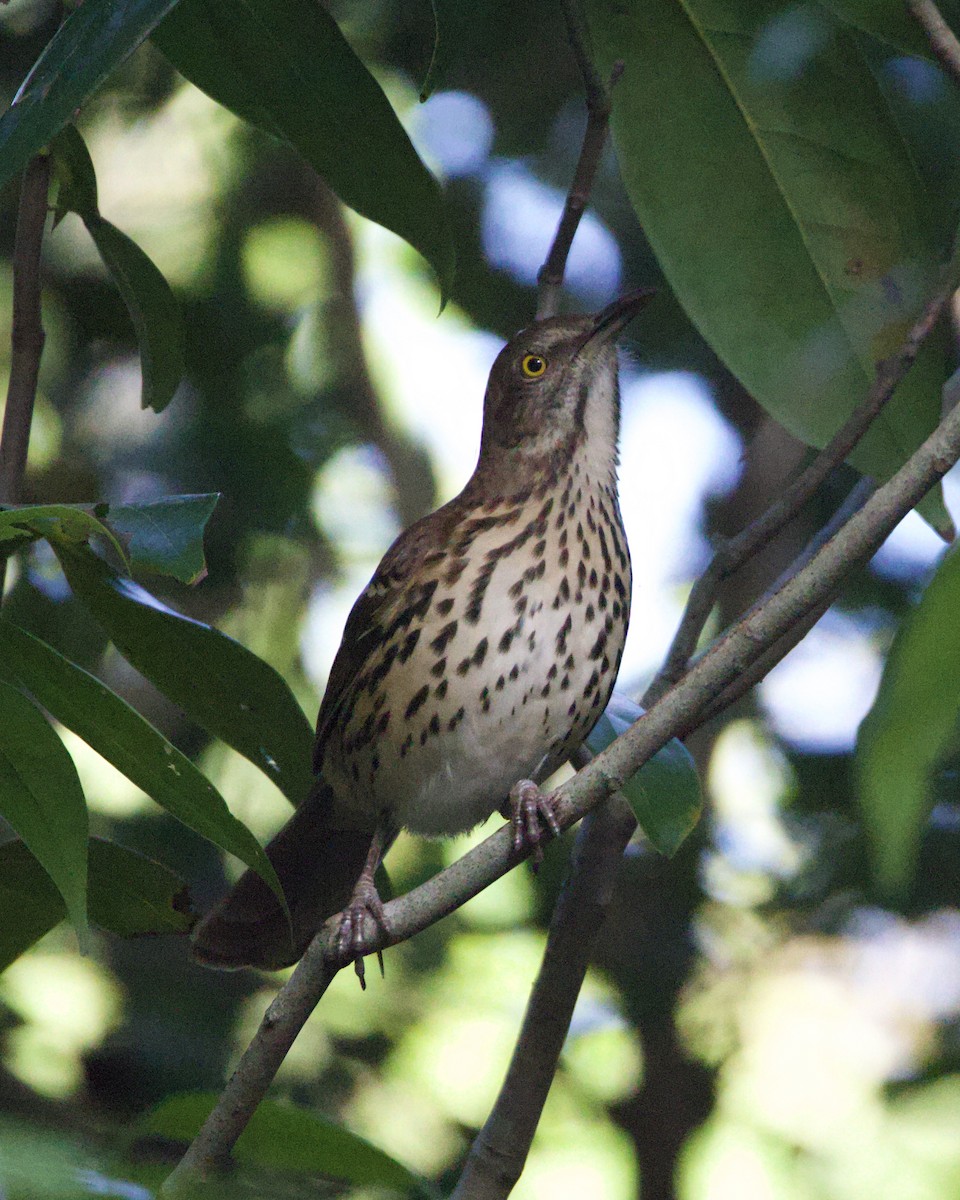 Kuitlakotxe gorrizta - ML644165551