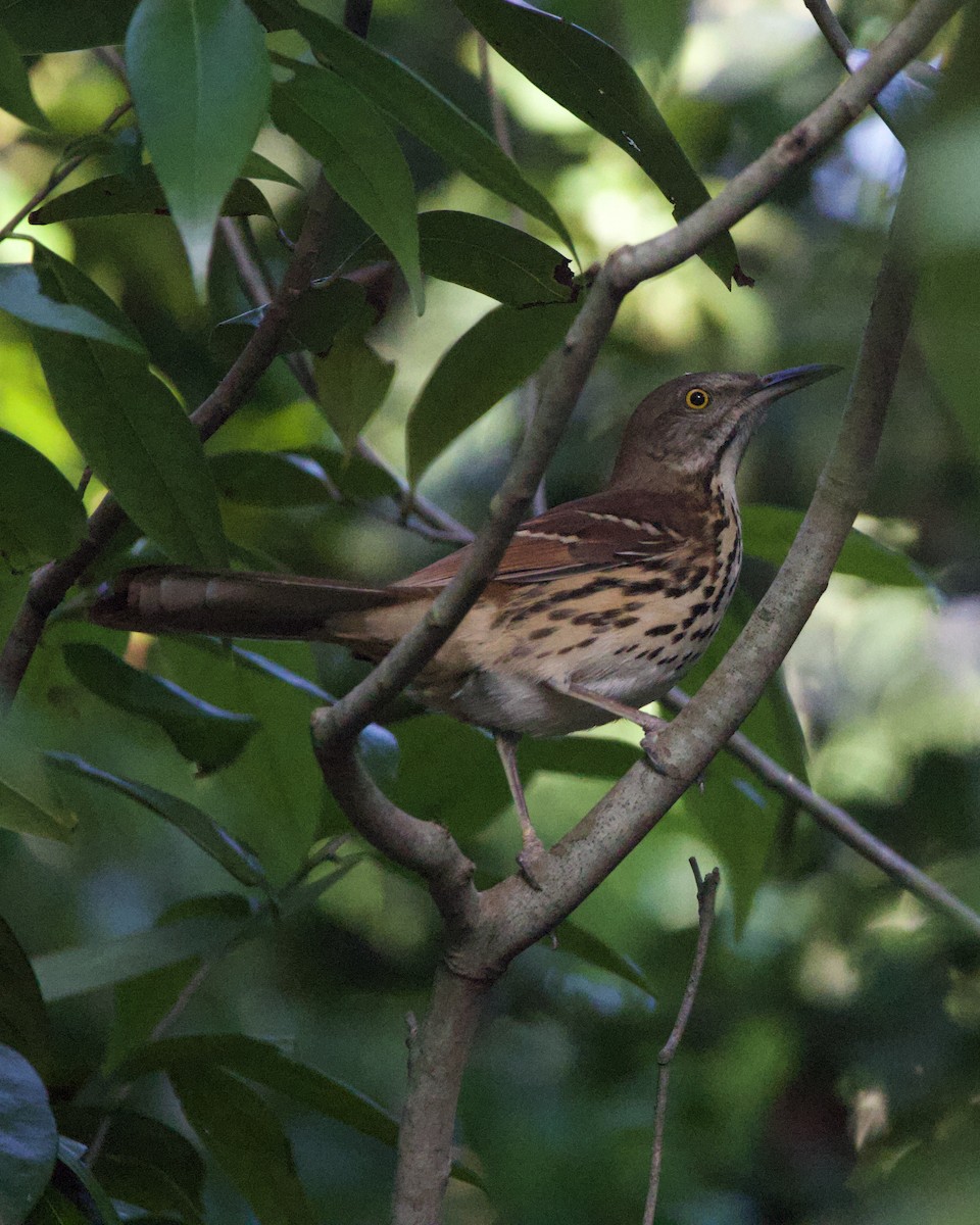 Kuitlakotxe gorrizta - ML644165552