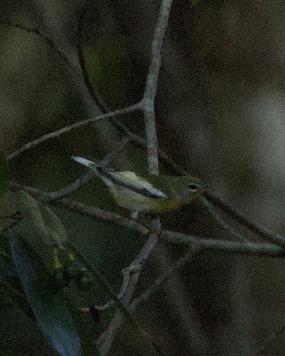 Northern Parula - ML644165569