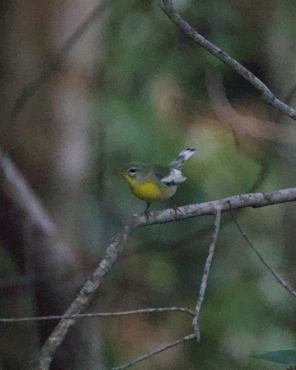 Northern Parula - ML644165570
